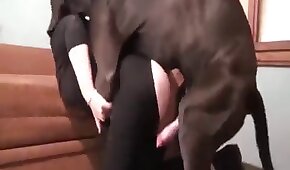 5667bet - sexo de cachorro,sexo foda animal